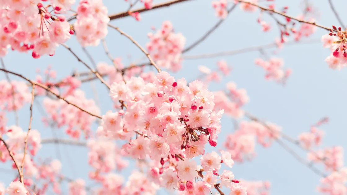 Blossoming branch