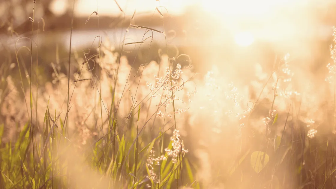 Open field