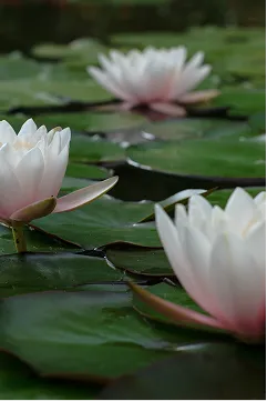 Lily in bloom