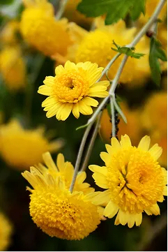Marigold flowers