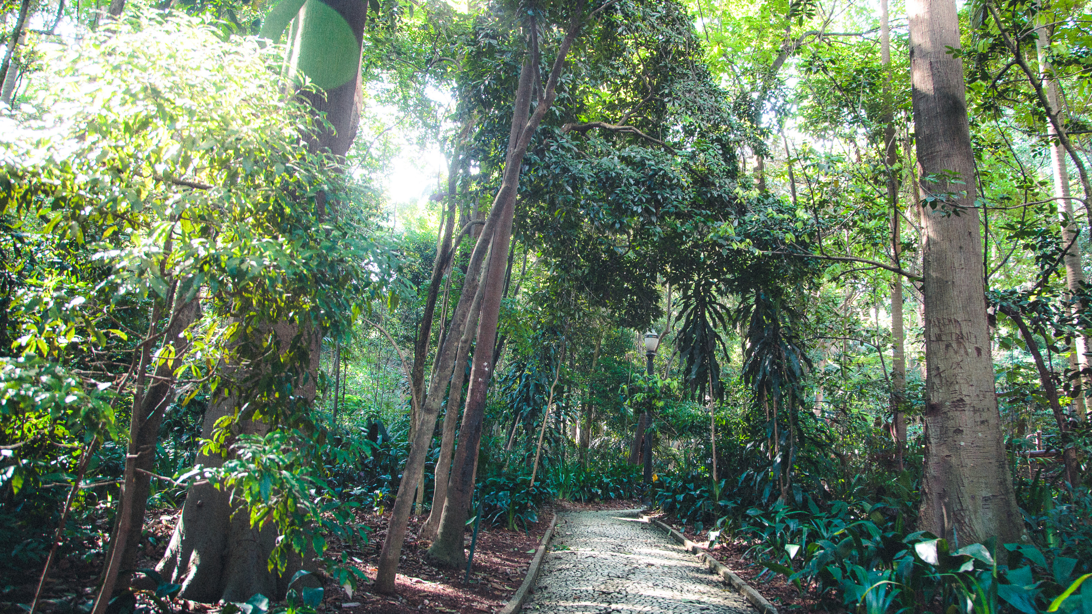 Photo of a pathway in a green and sunlit forest